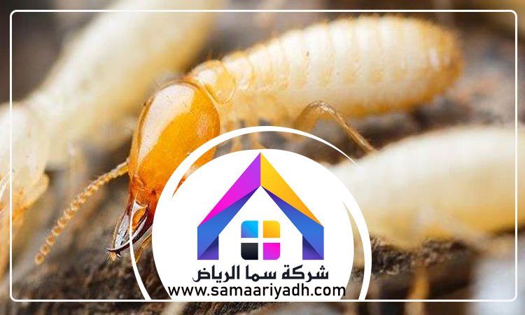 شركة مكافحة النمل الابيض بالرياض