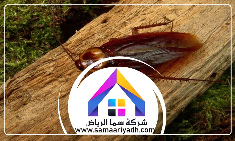شركة مكافحة الصراصير بالرياض