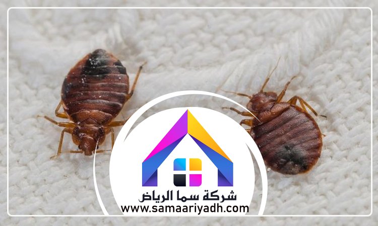 شركة مكافحة بق الفراش بالرياض 4 شركة مكافحة بق الفراش بالرياض