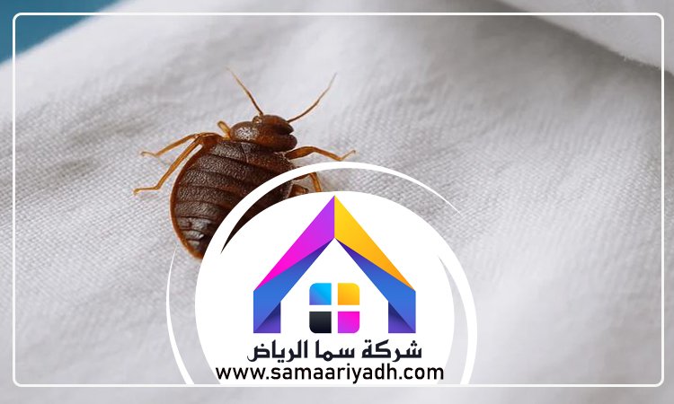 شركة مكافحة بق الفراش بالرياض 3 شركة مكافحة بق الفراش بالرياض