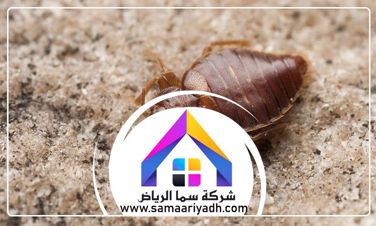 شركة مكافحة البق شرق الرياض