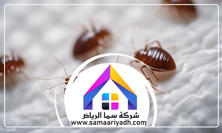 شركة مكافحة البق شرق الرياض