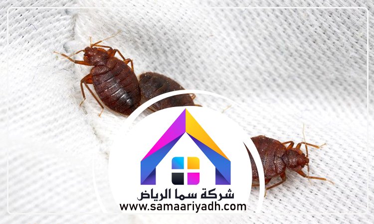 شركة مكافحة البق شرق الرياض