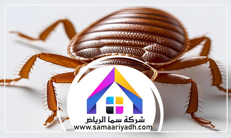 شركة مكافحة البق جنوب الرياض