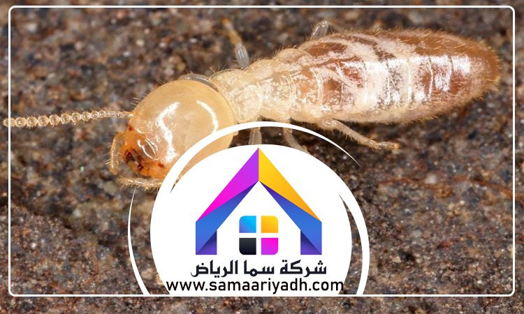 شركة مكافحة النمل جنوب الرياض
