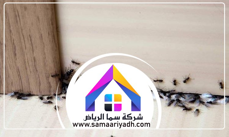 شركة مكافحة النمل جنوب الرياض