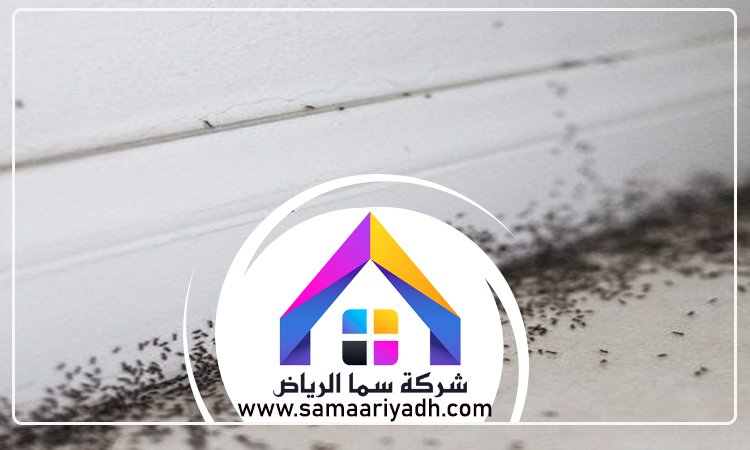 شركة مكافحة النمل جنوب الرياض