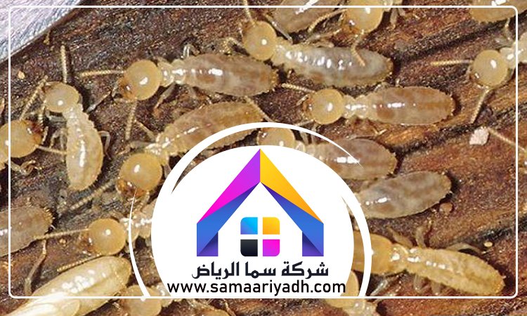 شركة مكافحة النمل شرق الرياض