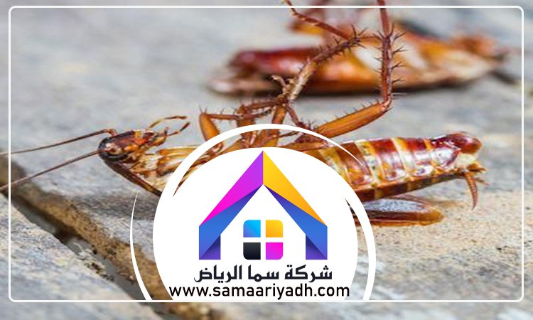 شركة مكافحة الصراصير شمال الرياض