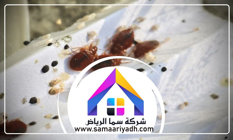 شركة مكافحة البق جنوب الرياض 5 شركة مكافحة البق جنوب الرياض