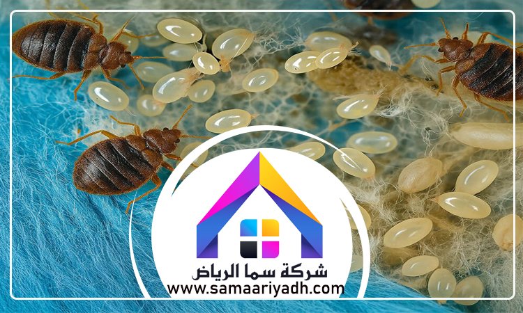 شركة مكافحة البق شرق الرياض 4 شركة مكافحة البق شرق الرياض