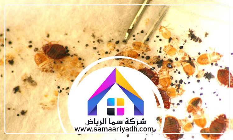 شركة مكافحة البق شمال الرياض 5 شركة مكافحة البق شمال الرياض