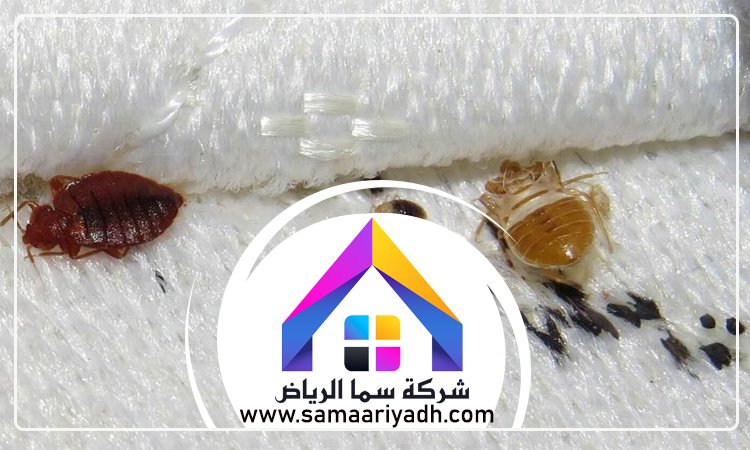 شركة مكافحة البق شمال الرياض 4 شركة مكافحة البق شمال الرياض