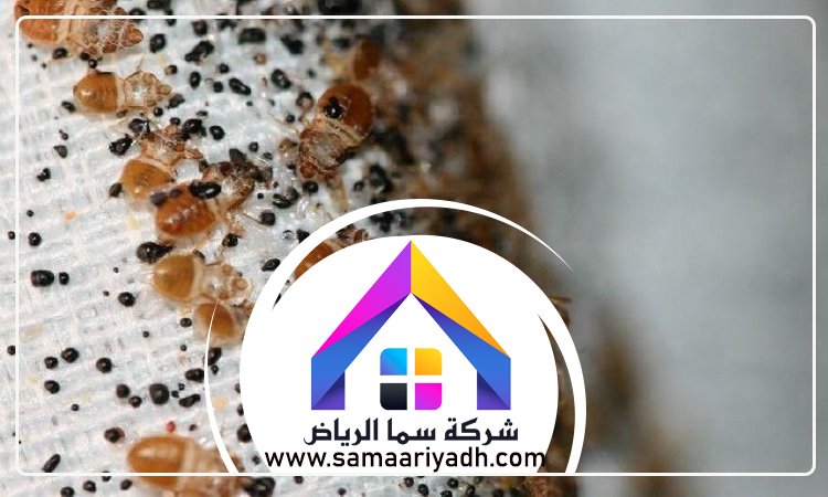 شركة مكافحة البق