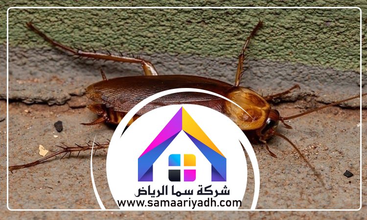 شركة مكافحة الصراصير جنوب الرياض 5 شركة مكافحة الصراصير جنوب الرياض