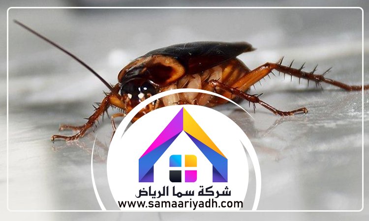 شركة مكافحة الصراصير غرب الرياض 5 شركة مكافحة الصراصير غرب الرياض