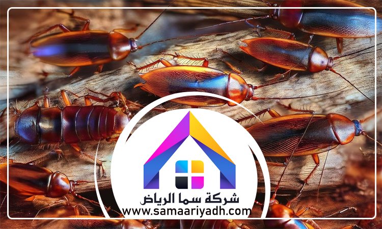 شركة مكافحة الصراصير بالرياض 5 شركة مكافحة الصراصير بالرياض