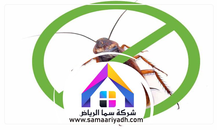 شركة مكافحة الصراصير جنوب الرياض 4 شركة مكافحة الصراصير جنوب الرياض