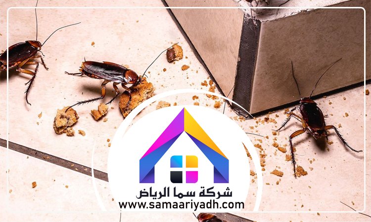 شركة مكافحة الصراصير غرب الرياض 4 شركة مكافحة الصراصير غرب الرياض