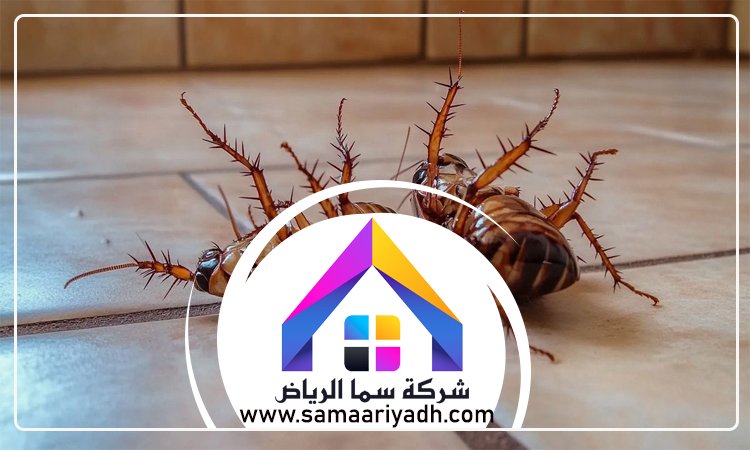 شركة مكافحة الصراصير غرب الرياض 2 شركة مكافحة الصراصير