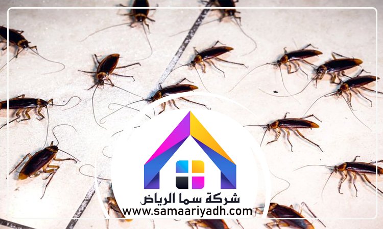 شركة مكافحة الصراصير شرق الرياض 4 شركة مكافحة الصراصير شرق الرياض
