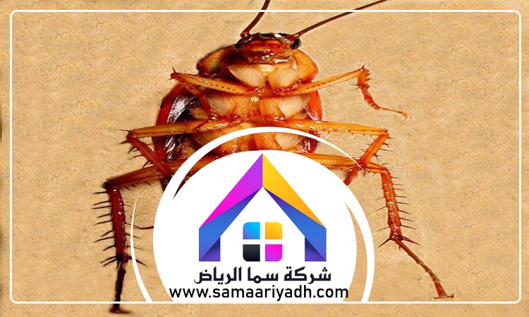 شركة مكافحة الصراصير شرق الرياض 5 شركة مكافحة الصراصير شرق الرياض