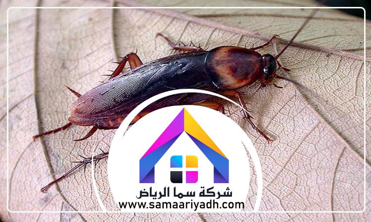 شركة مكافحة الصراصير بالرياض 4 شركة مكافحة الصراصير بالرياض