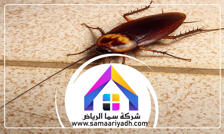 شركة مكافحة الصراصير