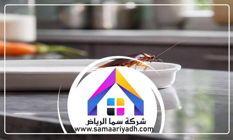 شركة مكافحة الصراصير غرب الرياض 3 شركة مكافحة الصراصير غرب الرياض