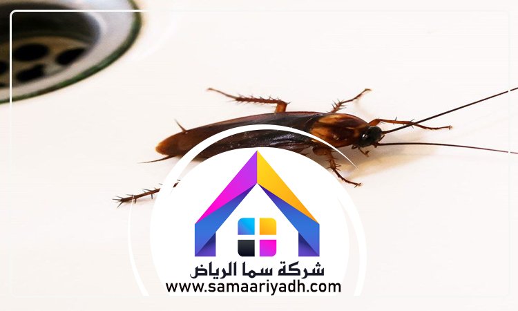 شركة مكافحة الصراصير