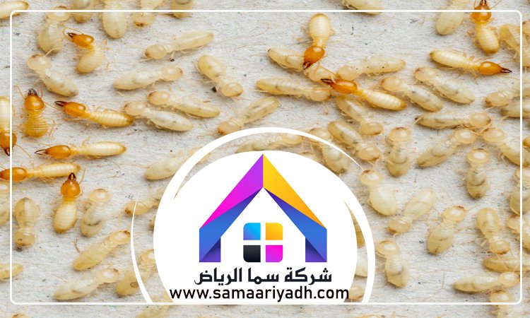 شركة مكافحة النمل غرب الرياض 5 شركة مكافحة النمل غرب الرياض