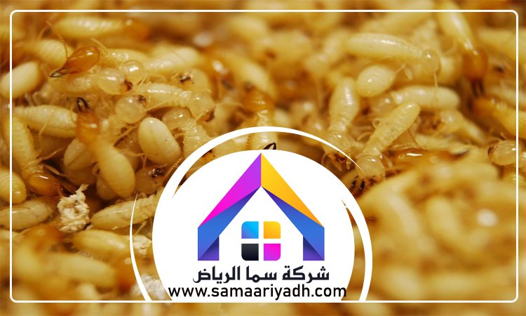 شركة مكافحة النمل