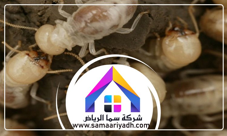 شركة مكافحة النمل شرق الرياض 5 شركة مكافحة النمل شرق الرياض