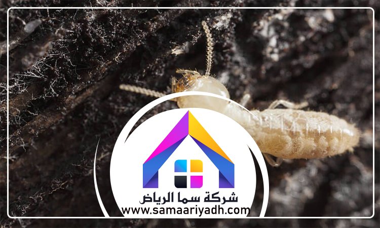 شركة مكافحة النمل الابيض بالرياض 4 شركة مكافحة النمل الابيض بالرياض