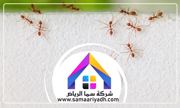 شركة مكافحة النمل جنوب الرياض 5 شركة مكافحة النمل جنوب الرياض