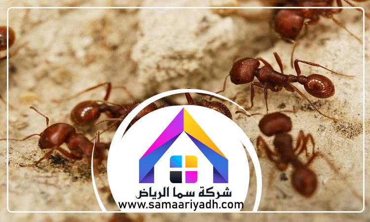 شركة مكافحة النمل غرب الرياض 4 شركة مكافحة النمل غرب الرياض