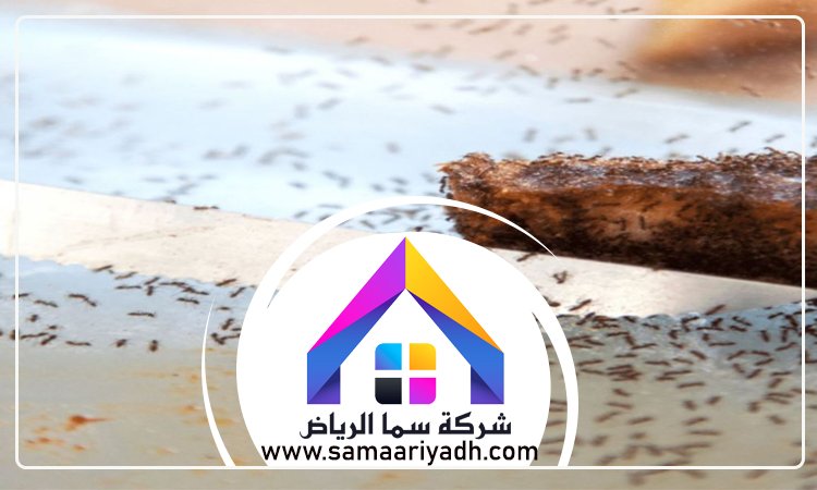 شركة مكافحة النمل شرق الرياض 4 شركة مكافحة النمل شرق الرياض